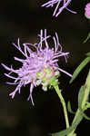 Roughleaf blazing star <BR>Tall blazing star